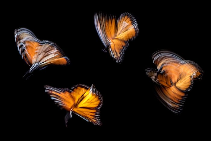 wingwave Coaching - Schmetterlinge als Symbol für die wingwave Methode